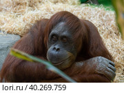 Orangutan at the zoo. Стоковое фото, фотограф Корнеев Вячеслав / Фотобанк Лори