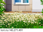 Daisies or Leucanthemum in a flowerbed and a shrub in a patio in front of an apartment building. Стоковое фото, фотограф Дмитрий Коростылев / Фотобанк Лори