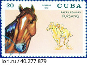 Почтовая марка с изображением лошади и надписью "Razas Equinas. Pursang" из серии "Породы лошадей". Куба, выпуск 1972 года. Стоковое фото, фотограф Сергей Елизарьев / Фотобанк Лори