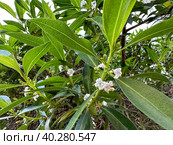 Spring flowering Myoporum (Latin - Myoporum parvifolium) Стоковое фото, фотограф Irina Opachevsky / Фотобанк Лори
