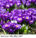 Фиолетовые крокусы. Весна. Стоковое фото, фотограф E. O. / Фотобанк Лори