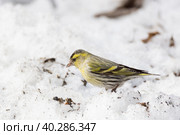 Siskin in the snow. Стоковое фото, фотограф Корнеев Вячеслав / Фотобанк Лори
