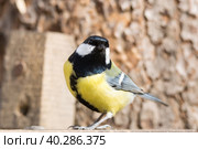 Tit on a branch. Стоковое фото, фотограф Корнеев Вячеслав / Фотобанк Лори