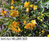Senna or Alexandrian leaf or cassia acutifolia is a wild plant. Стоковое фото, фотограф Irina Opachevsky / Фотобанк Лори