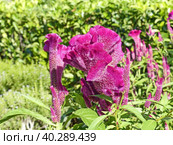 Целозия гребенчатая (Celosia argentea f. cristata), которую также называют «петушиным гребнем». Небольшое растение с мелкими цветками, собранными в крупные соцветия. Соцветия по форме напоминают петушиный гребень. Стоковое фото, фотограф Сергей Елизарьев / Фотобанк Лори