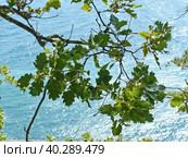 Дуб на фоне моря. Пушистый дуб (лат. Quercus pubescens) достигает в высоту 18 метров. Растет в лесах нижнего пояса на южных склонах гор. Южный берег Крыма. (2019 год). Стоковое фото, фотограф Сергей Елизарьев / Фотобанк Лори