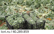 Broccolis in plastic crates on a farm field on a sunny spring day. Стоковое видео, видеограф Яков Филимонов / Фотобанк Лори