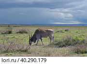 Common eland grazing in the savannah (2022 год). Стоковое фото, фотограф Алексей Кузнецов / Фотобанк Лори