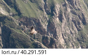 Condors above the Colca canyon at Condor Cross or Cruz Del Condor viewpoint, Chivay, Peru (2018 год). Стоковое фото, фотограф Сергей Майоров / Фотобанк Лори