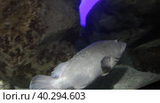 Dusky grouper is hiding in the rocks in aquarium. Стоковое видео, видеограф Сергей Пристяжнюк (Serg Zastavkin) / Фотобанк Лори