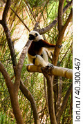 Portrait of the Coquerel's sifaka aka Propithecus coquereli at Lemurs park, Antananarivo, Madagascar. Стоковое фото, фотограф Сергей Майоров / Фотобанк Лори