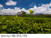 Landscape with tea fields at Sahambavy, Fianarantsoa ,Madagascar. Стоковое фото, фотограф Сергей Майоров / Фотобанк Лори