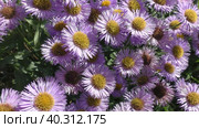 Астра альпийская, или Астра ложная (Aster alpinus) — вид двудольных растений рода Астры. Таксономическое название впервые было опубликовано шведским систематиком Карлом Линнеем в 1753 году. Стоковое видео, видеограф Сергей Елизарьев / Фотобанк Лори