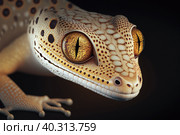 Gecko lizard, closeup macro on black background. Стоковое фото, фотограф Евгений Ткачёв / Фотобанк Лори