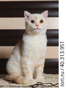 Beige Scottish cat at home. Стоковое фото, фотограф Неведицына Елена / Фотобанк Лори