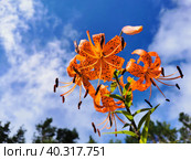 Вид снизу на цветущую тигровую ланцетолистную лилию  (лат. Lilium lancifolium Thunb (Lilium tigrinum Ker-Gawl.) в каплях дождя на фоне голубого неба с облаками. Стоковое фото, фотограф Елена Яворская / Фотобанк Лори