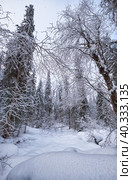 Footpath in winter taiga forest under heavy snow along Tevenek river on the bank of Teletskoe lake. Altai. Стоковое фото, фотограф Сергей Пристяжнюк (Serg Zastavkin) / Фотобанк Лори