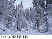 Footpath in winter taiga forest under heavy snow along Tevenek river on the bank of Teletskoe lake. Altai. Стоковое фото, фотограф Сергей Пристяжнюк (Serg Zastavkin) / Фотобанк Лори
