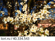 Blossoming of cherries, sweet cherries and bird cherry. Beautiful fragrant white flowers on the branches during the golden hour. Spring white flowers are collected in long thick drooping brushes. Стоковое фото, фотограф Юлия Петровская / Фотобанк Лори