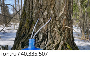 Южный Урал, весенняя тайга: сбор берёзового сока в бутыли. Southern Urals, spring taiga: collecting birch sap in bottles. Стоковое фото, фотограф Евгений Романов / Фотобанк Лори