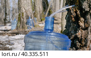 Южный Урал, весенняя тайга: сбор берёзового сока в бутыли. Southern Urals, spring taiga: collecting birch sap in bottles. Стоковое фото, фотограф Евгений Романов / Фотобанк Лори