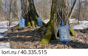 Южный Урал, весенняя тайга: сбор берёзового сока в бутыли. Southern Urals, spring taiga: collecting birch sap in bottles. Стоковое фото, фотограф Евгений Романов / Фотобанк Лори