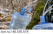 Южный Урал, весенняя тайга: сбор берёзового сока в бутыли. Southern Urals, spring taiga: collecting birch sap in bottles. Стоковое фото, фотограф Евгений Романов / Фотобанк Лори