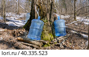Южный Урал, весенняя тайга: сбор берёзового сока в бутыли. Southern Urals, spring taiga: collecting birch sap in bottles. Стоковое фото, фотограф Евгений Романов / Фотобанк Лори