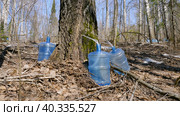 Южный Урал, весенняя тайга: сбор берёзового сока в бутыли. Southern Urals, spring taiga: collecting birch sap in bottles. Стоковое фото, фотограф Евгений Романов / Фотобанк Лори