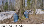 Южный Урал, весенняя тайга: сбор берёзового сока в бутыли. Southern Urals, spring taiga: collecting birch sap in bottles. Стоковое видео, видеограф Евгений Романов / Фотобанк Лори