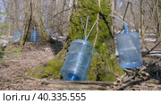 Южный Урал, весенняя тайга: сбор берёзового сока в бутыли. Southern Urals, spring taiga: collecting birch sap in bottles. Стоковое видео, видеограф Евгений Романов / Фотобанк Лори