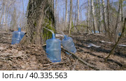 Южный Урал, весенняя тайга: сбор берёзового сока в бутыли. Southern Urals, spring taiga: collecting birch sap in bottles. Стоковое видео, видеограф Евгений Романов / Фотобанк Лори