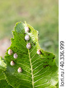 Small snails on a green horseradish leaf in the garden. Invertebrate pests of crops. Стоковое фото, фотограф Коханова Наталья / Фотобанк Лори