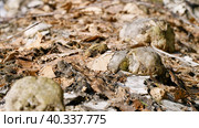 Южный Урал, грибы трутовики на стволе поваленной березы. Southern Urals, tinder mushrooms on the trunk of a fallen birch. Стоковое фото, фотограф Евгений Романов / Фотобанк Лори