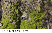 Южный Урал, трутовики на старом пне. Southern Urals, tinder mushrooms on the tree stump. Стоковое видео, видеограф Евгений Романов / Фотобанк Лори