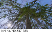 Южный Урал: ветви пихты раскачиваются на ветру. Southern Urals: fir branches sway in the wind. Стоковое видео, видеограф Евгений Романов / Фотобанк Лори