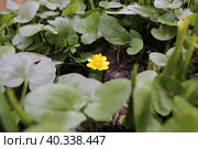 Чистяк весенний жабник. Стоковое фото, фотограф Вова Наумов / Фотобанк Лори