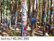 The sacred grove of Buddhists. Multicolored ribbons on the trunks of pine trees. Стоковое фото, фотограф Виктория Тельминова / Фотобанк Лори