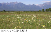 Scenic spring landscape with a green meadow with blooming poppies and wild anemone flowers against the backdrop of the mountain peaks of the Eastern Sayan Mountains. Tunka Valley, Arshan, Buryatia. Стоковое видео, видеограф Виктория Катьянова / Фотобанк Лори
