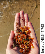 Picking up amber, a woman's hand holds amber collected from the sea. Стоковое фото, фотограф Наталья Симакова / Фотобанк Лори