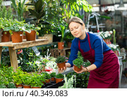 Florist woman worker swaps pots with spicy herbs. Стоковое фото, фотограф Яков Филимонов / Фотобанк Лори