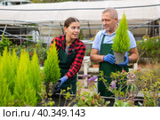 Two professional gardeners in aprons working with Cupressus Goldcrest Wilma plants in pots. Стоковое фото, фотограф Яков Филимонов / Фотобанк Лори