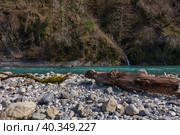 Two snags lie on the bank of a mountain river. On the other side of the mountain slope overgrown with forest. A small waterfall flows down from the mountain. Стоковое фото, фотограф Andrey Tishakov / Фотобанк Лори