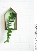 Marniera chrysocardium epiphyllum is a forest cactus on a shelf in the shape of a house on a white brick wall. Home potted plant in the interior. Стоковое фото, фотограф Ольга Симонова / Фотобанк Лори