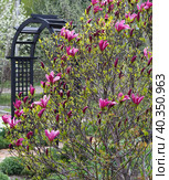 Магнолия Сюзан/ Magnolia Susan. Стоковое фото, фотограф Елена Косько / Фотобанк Лори