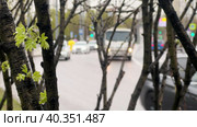 Вид на автодорогу в городе сквозь кусты с молодыми листочкамию. Стоковое видео, видеограф Ярославский Максим / Фотобанк Лори
