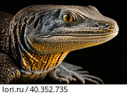 Komodo dragon, closeup macro on black background. Стоковое фото, фотограф Евгений Ткачёв / Фотобанк Лори
