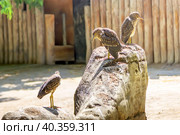 Three black-crowned night herons. Стоковое фото, фотограф Belikart / Фотобанк Лори