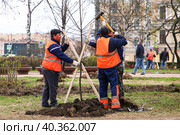 Общегородской весенний субботник. Сотрудниками коммунальных служб во время высадки деревьев в Рахманиновском сквере. (2023 год). Редакционное фото, фотограф Евгений Кашпирев / Фотобанк Лори