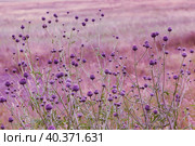 buds of wildflowers background in lilac and pink tones, selectiv focus, close up. Стоковое фото, фотограф Оксана Прахова / Фотобанк Лори